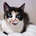 Icône du serveur I love cats