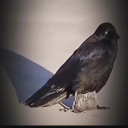 Icône du serveur Roblox (FR)