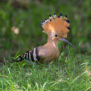 Icône du serveur Serveur d'ornithologie
