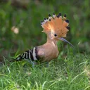 Icône du serveur Serveur d'ornithologie